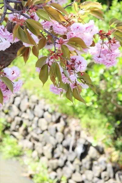 庭園の八重桜の写真
