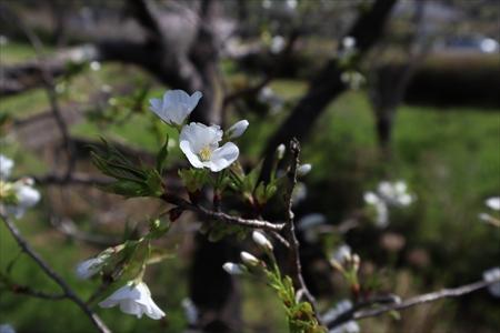 白い山桜の花の画像