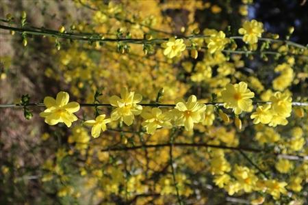 満開の山吹の花の画像