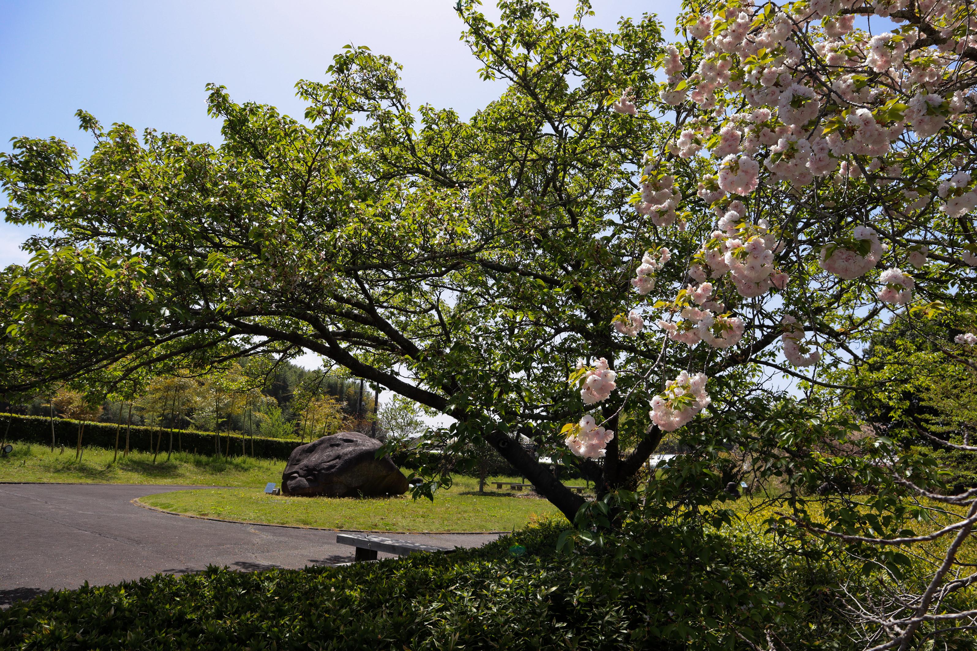 八重桜と亀石の画像