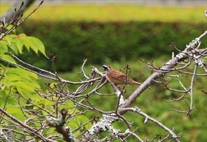 桜の木にとまるホオジロの写真