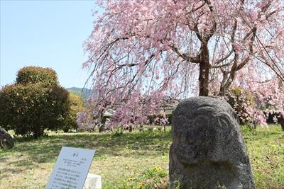 高取の猿石と枝垂桜の画像