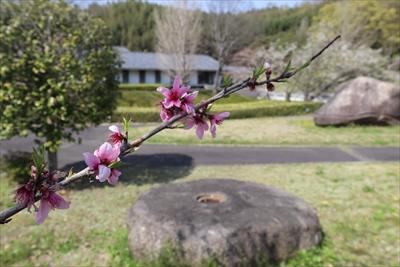 花桃と山田寺塔心礎模造の画像