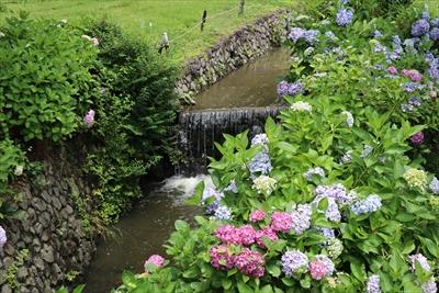 資料館庭を流れる川とアジサイの写真