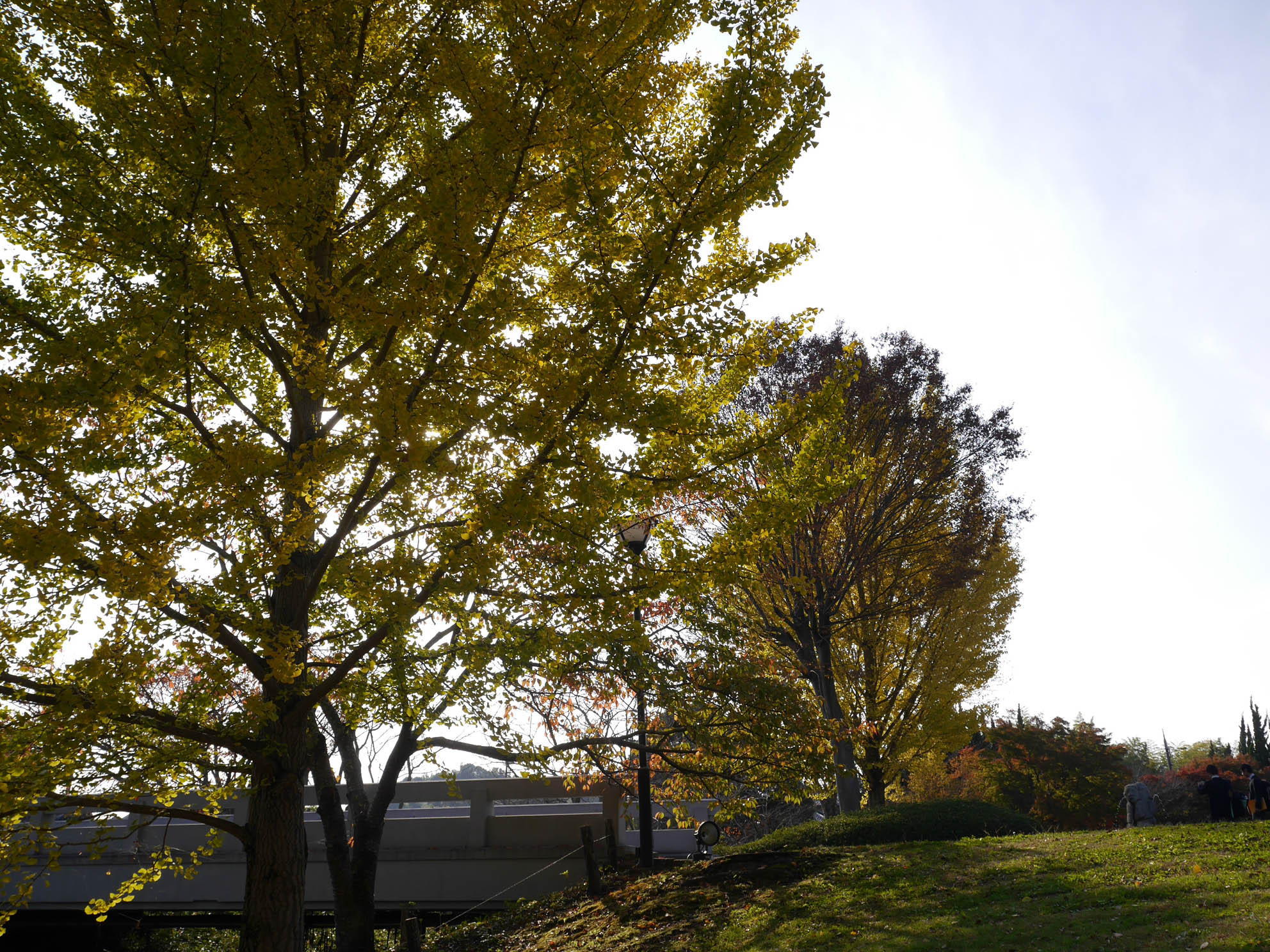 庭園の紅葉の様子の写真