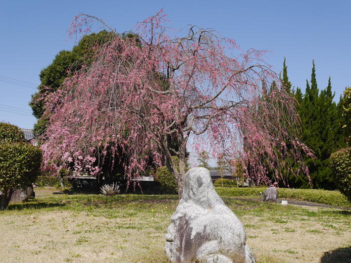 庭園の枝垂れ桜と猿石の写真