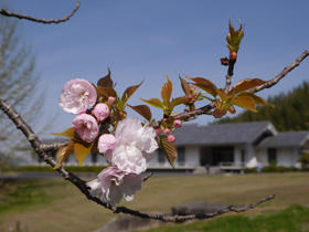 先始める八重桜の写真