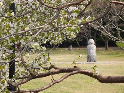 庭園の山桜と須弥山石