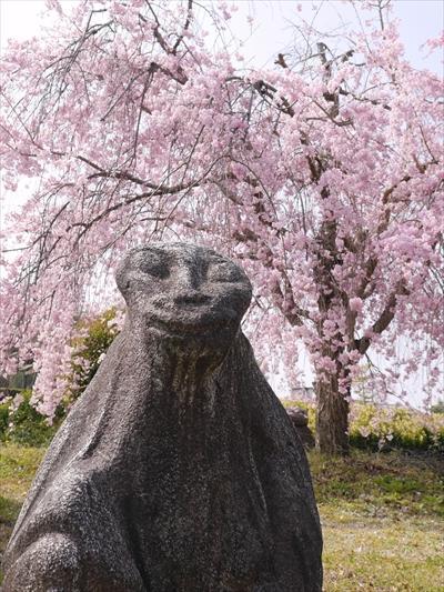 庭園の猿石（女）と枝垂れ桜の写真