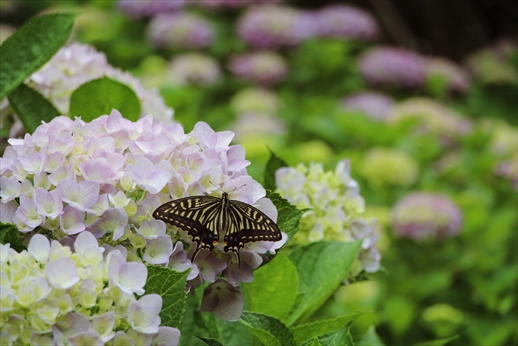 庭園のあじさいにとまるアゲハ蝶の写真
