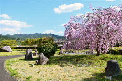 庭園の猿石と枝垂れ桜の写真