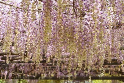 庭園の藤の花の写真