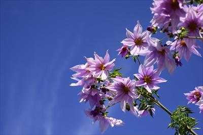 青い空に映えるピンクの皇帝ダリアの花の写真