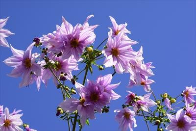 青い空に映えるピンクの皇帝ダリアの花の写真