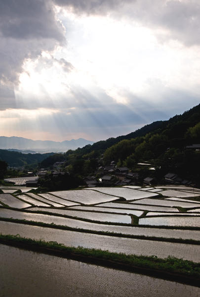 棚田の写真