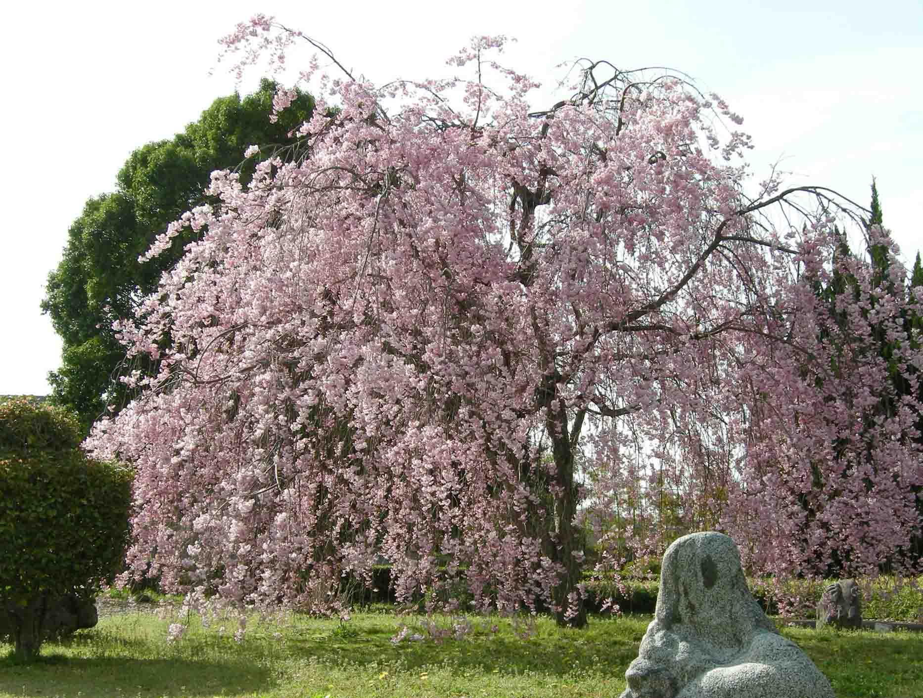 枝垂れ桜の写真