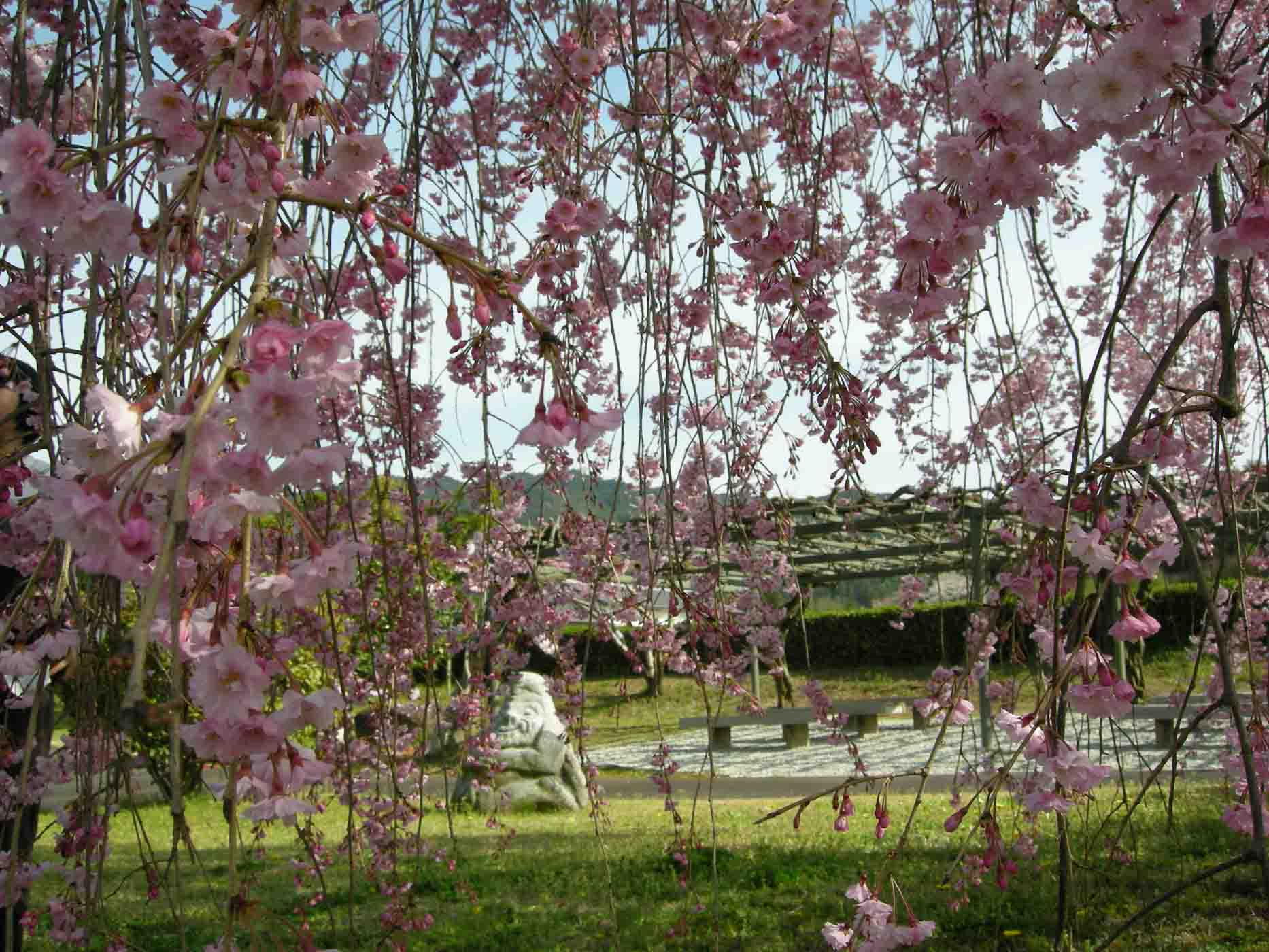 枝垂れ桜の写真