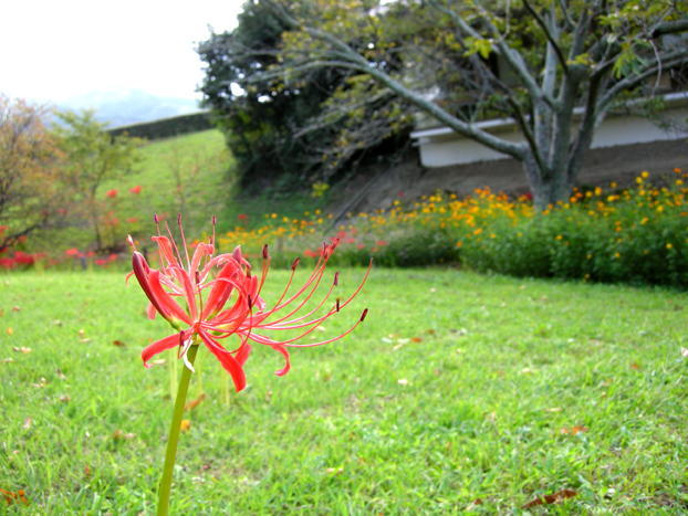 庭園のヒガンバナの写真