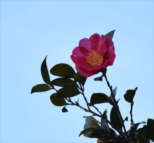 高く伸びる椿の花の写真