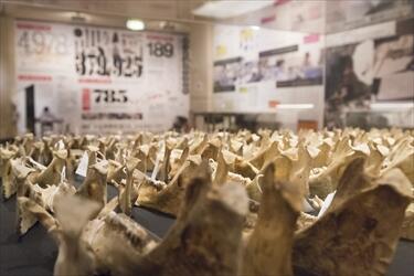 たくさん並んだ動物の頭の骨の展示写真