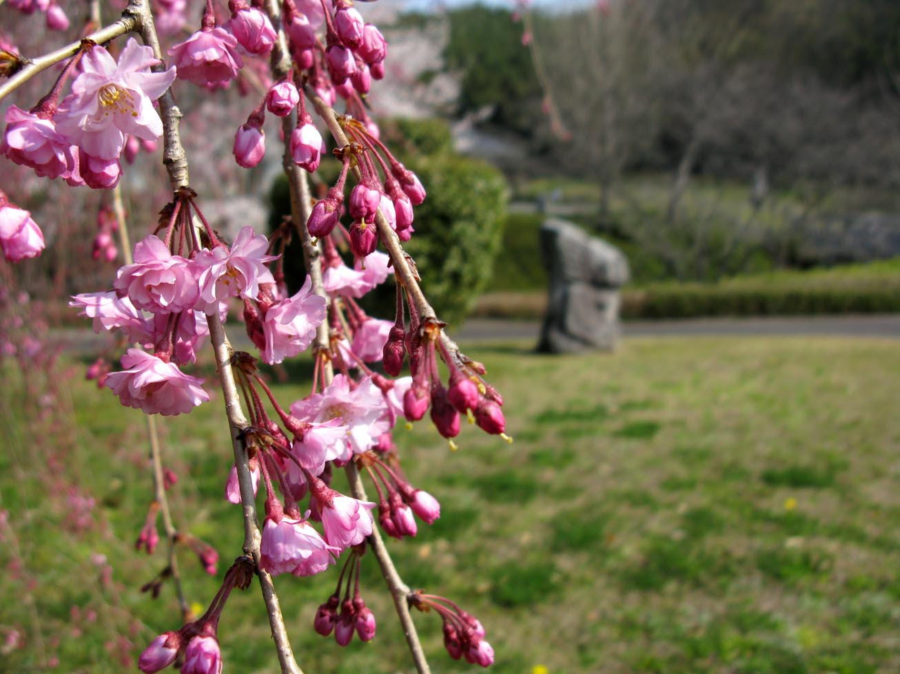 庭園の桜の写真