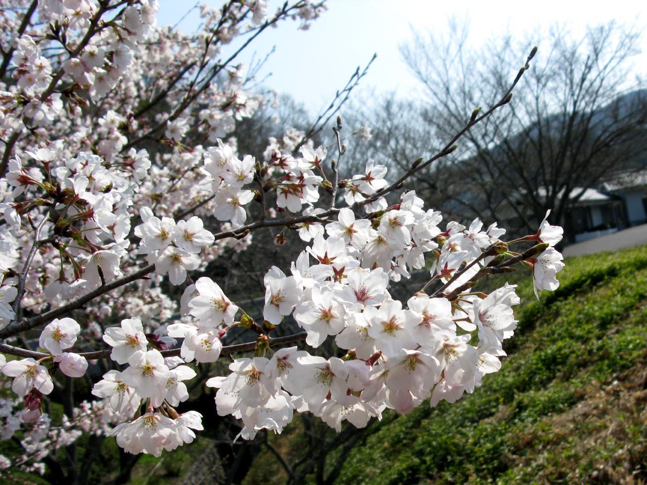 庭園の桜の写真