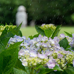 雨の降る日のアジサイとしゅみせん石の写真