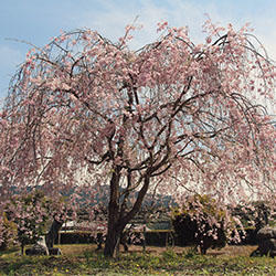 庭の枝垂れ桜の写真