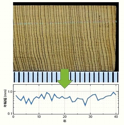 （２２）年輪から知る年代と気候.jpg