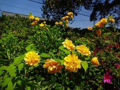 20150423_7.jpg