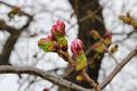 桜の開花状況２０１７（つぼみふくらむ）