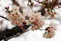 桜の開花状況２０１７（三分咲き）