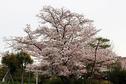 桜の開花状況２０１７（満開）