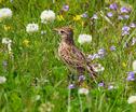 野鳥を育む平城宮跡