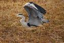 野鳥とサザンカ