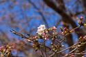 桜の開花状況２０１８（咲き始め）
