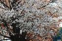 桜の開花状況２０１８（満開）