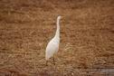 純白の野鳥ダイサギ