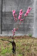 東院庭園のモモ（五分咲き）