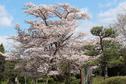 桜の開花状況２０１９（満開）