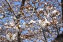 桜の開花状況２０２０（咲き始め）
