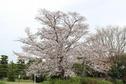 桜の開花状況２０２０（五分～七分咲き）