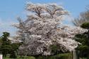 桜の開花状況２０２０（満開）