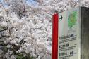 桜の開花状況２０２１（満開）