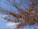 桜の開花状況 （咲き始め）