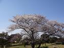 桜の開花状況２０１４（満開）