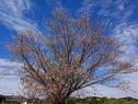 季節外れの桜