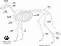 3D Bone Atlas Databaseの更新（イヌの手骨格・足骨格）