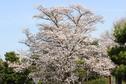 桜の開花状況２０２２（ほぼ満開）
