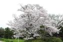 桜の開花状況２０２４（満開）